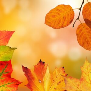 Seasonal Colour Analysis - Jacqui Dean, Colour Analyst