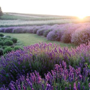 Seasonal Colour Analysis - Jacqui Dean, Colour Analyst